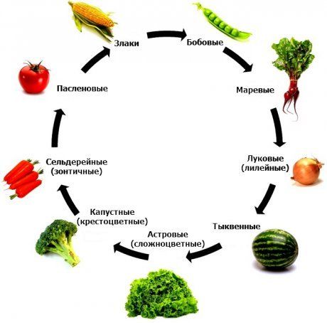 Севооборот, или Что после чего сажать в огороде